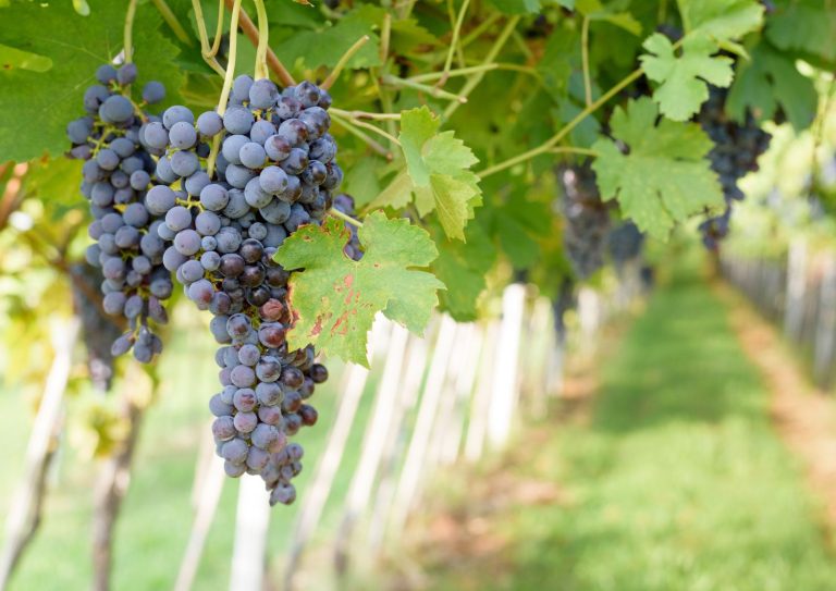 vigneti valpolicella